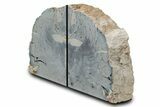 Tall Petrified Wood Bookends - Sweet Home, Oregon #382161-1